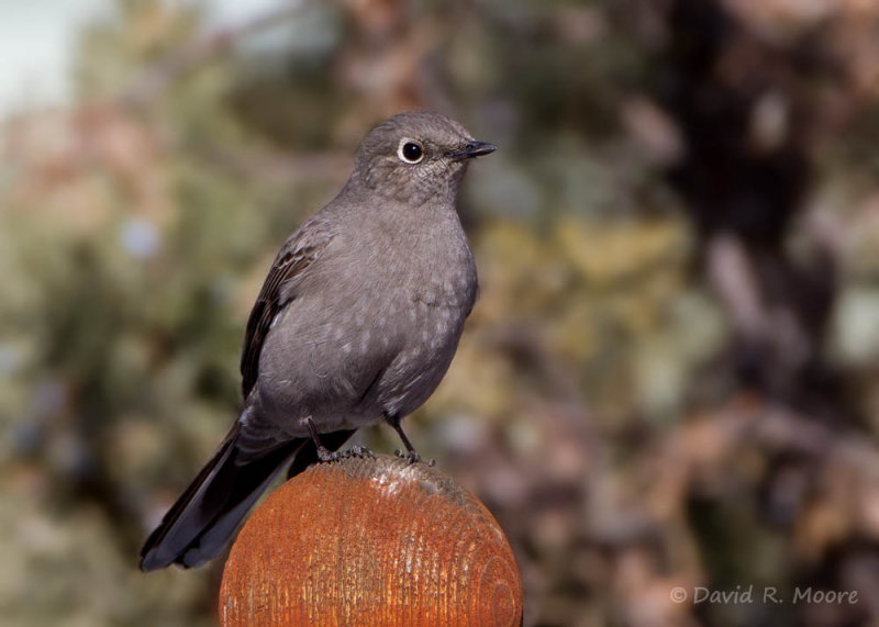 Townsends Solitaire