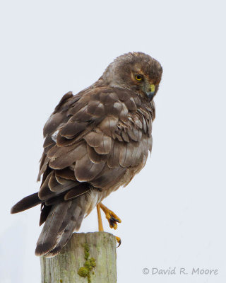 Northern Harrier