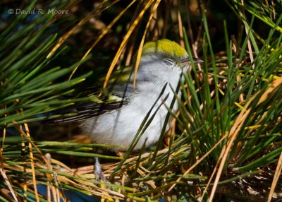 Chestnut-sided Warbler