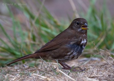 Fox Sparrow