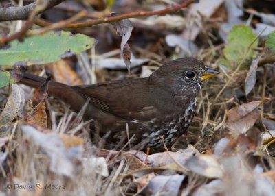 Fox Sparrow