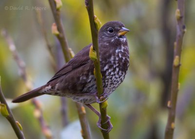 Fox Sparrow