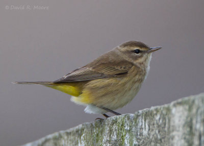 Palm Warbler