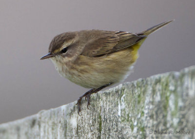 Palm Warbler