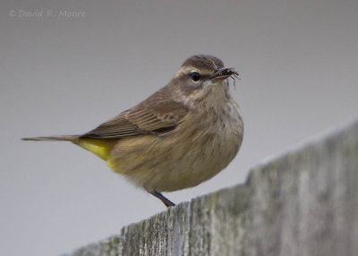 Palm Warbler