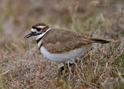 Killdeer