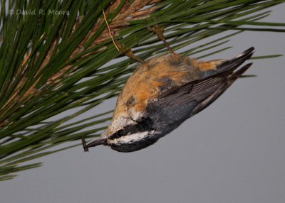 Red-breasted Nuthatch