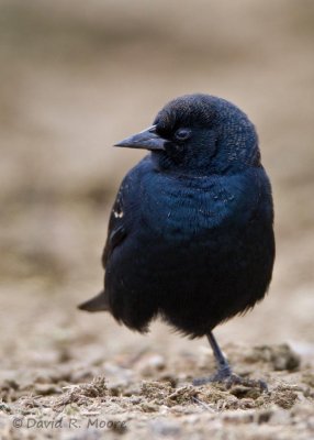 Tricolored Blackbird