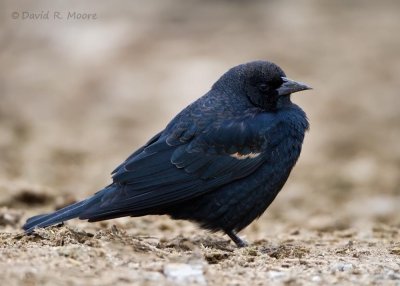 Tricolored Blackbird