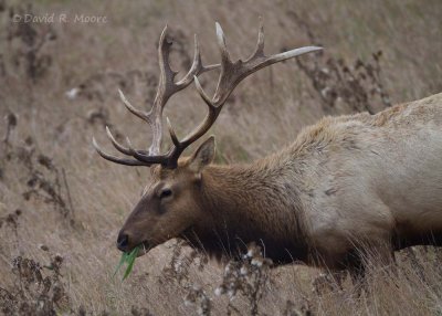 Elk