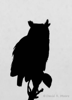 Great Horned Owl