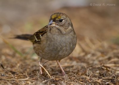 Golden-crowned Sparrow