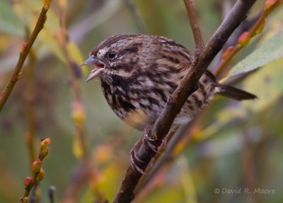 Song Sparrow