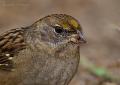 Golden-crowned Sparrow