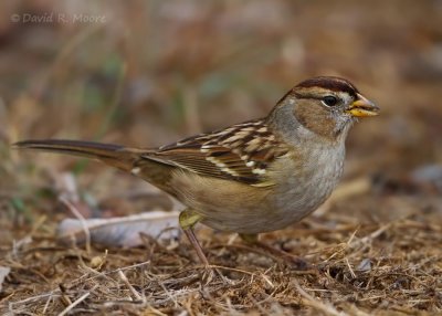 White-crowned Sparrow