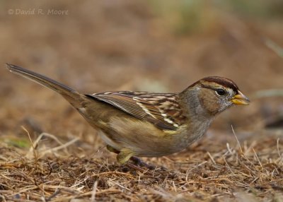White-crowned Sparrow