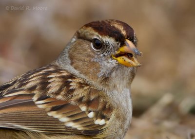 White-crowned Sparrow