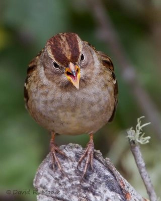 White-crowned Sparrow