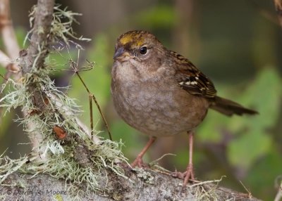 Golden-crowned Sparrow