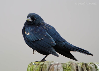 Tricolored Blackbird