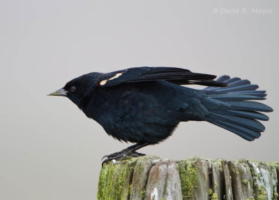 Tricolored Blackbird