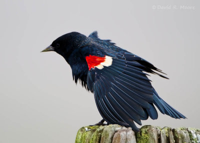 Tricolored Blackbird