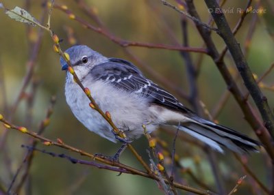 Northern Mockingbird