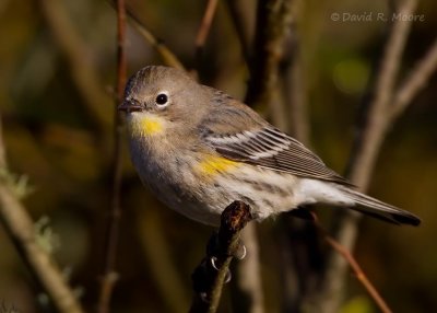 Yellow-rumped Warbler