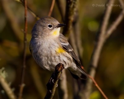 Yellow-rumped Warbler (Audubon's)