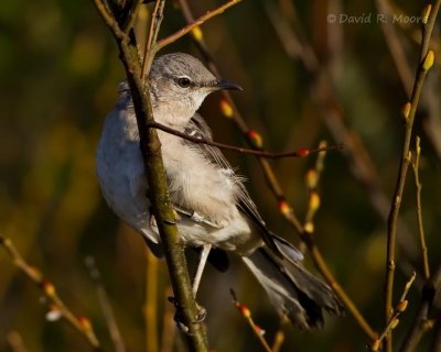 Northern Mockingbird