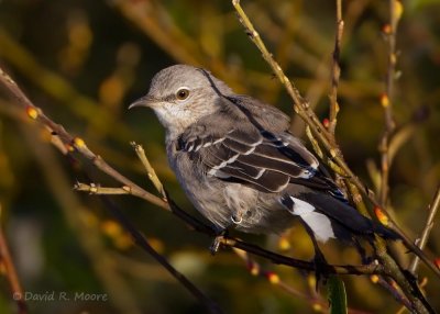 Northern Mockingbird