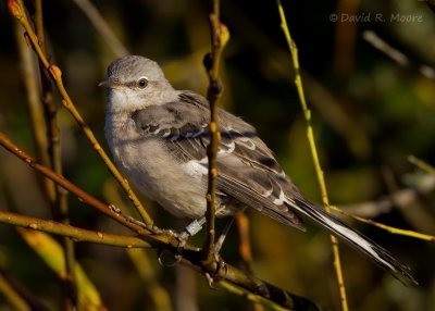 Northern Mockingbird