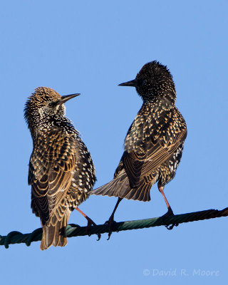 European Starlings