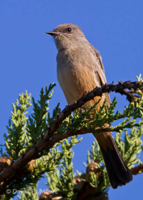Say's Phoebe