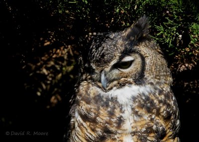 Great Horned Owl