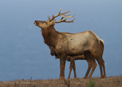 Elk
