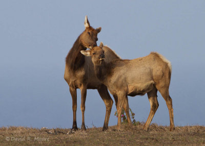 Elk