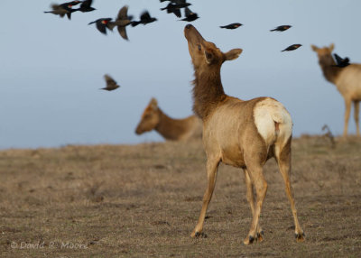 Elk