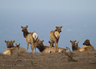 Elk