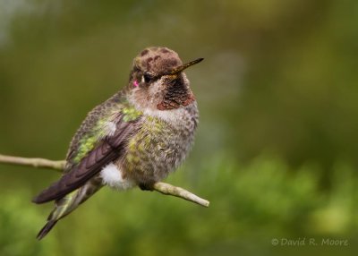 Anna's Hummingbird