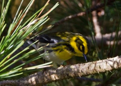 Townsend's Warbler