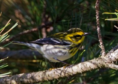 Townsend's Warbler