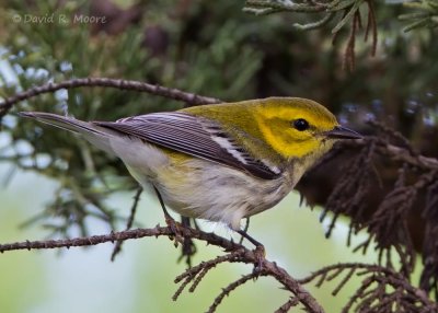 Black-throated Green Warbler