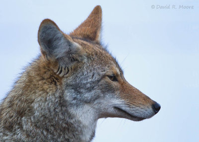 Coyote