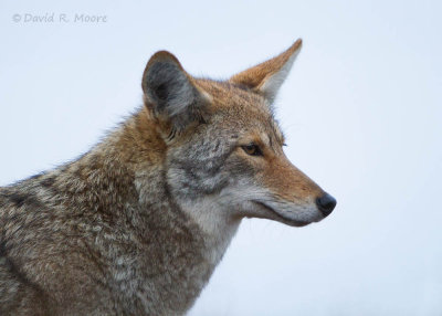Coyote