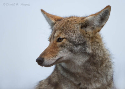 Coyote