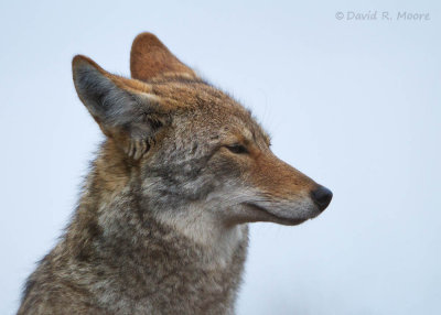 Coyote