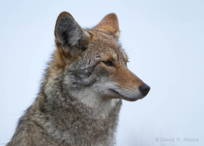 Coyote