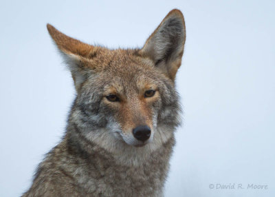 Coyote