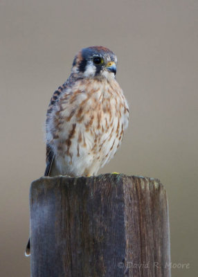 American Kestrel